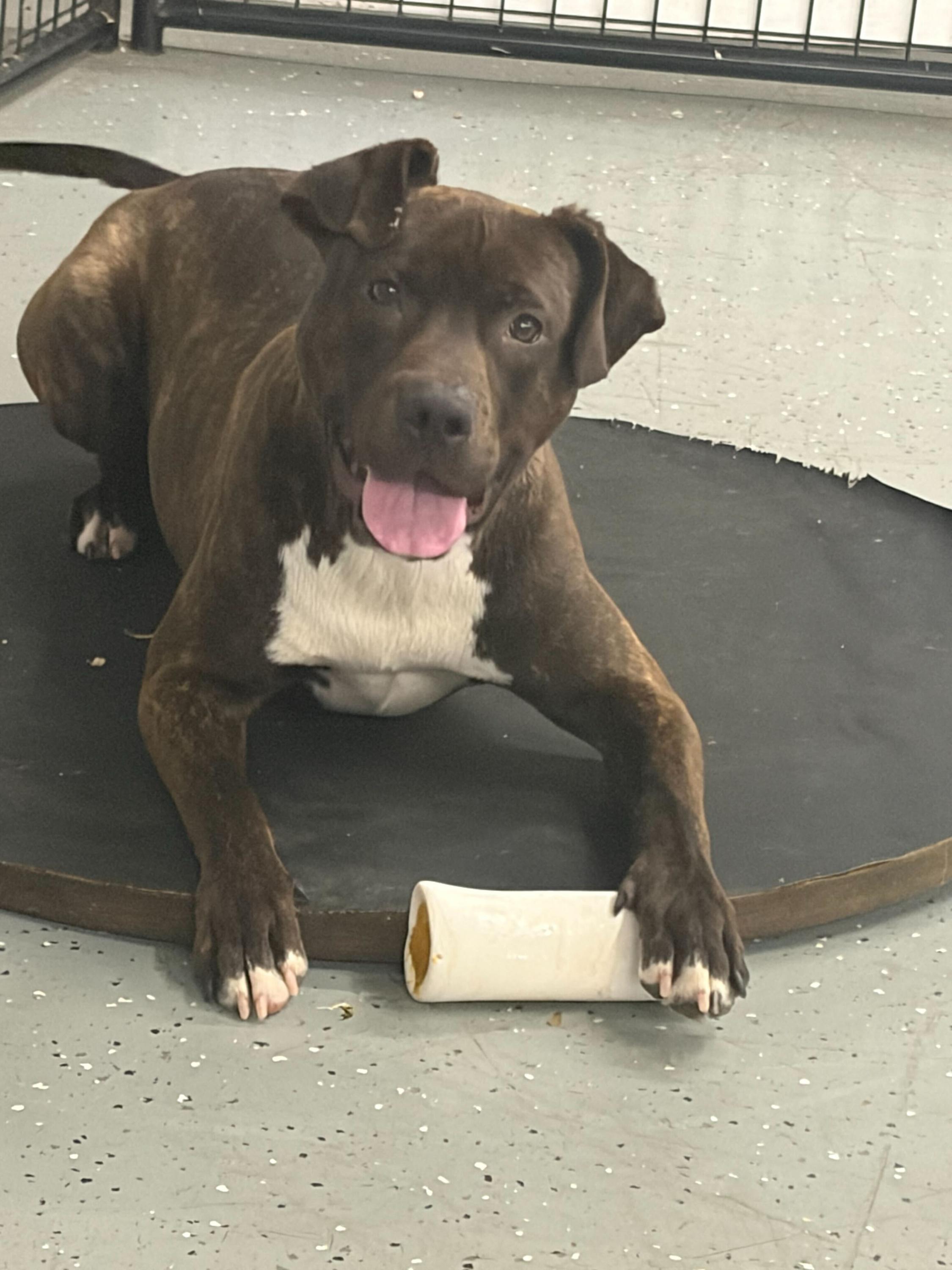 Enlarge Brisket, a ADOPTABLE mixed breed in Oak Park, MI image 1/2