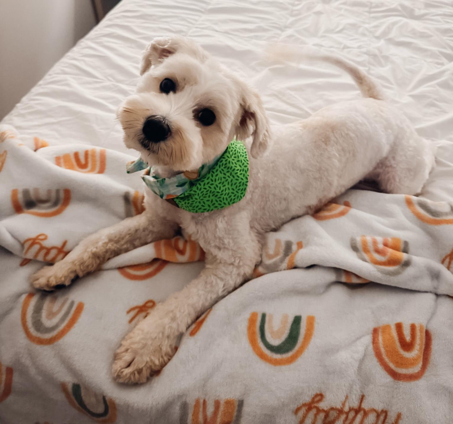 Enlarge Declan, a Adopted mixed breed in Atlanta, GA image 3/5