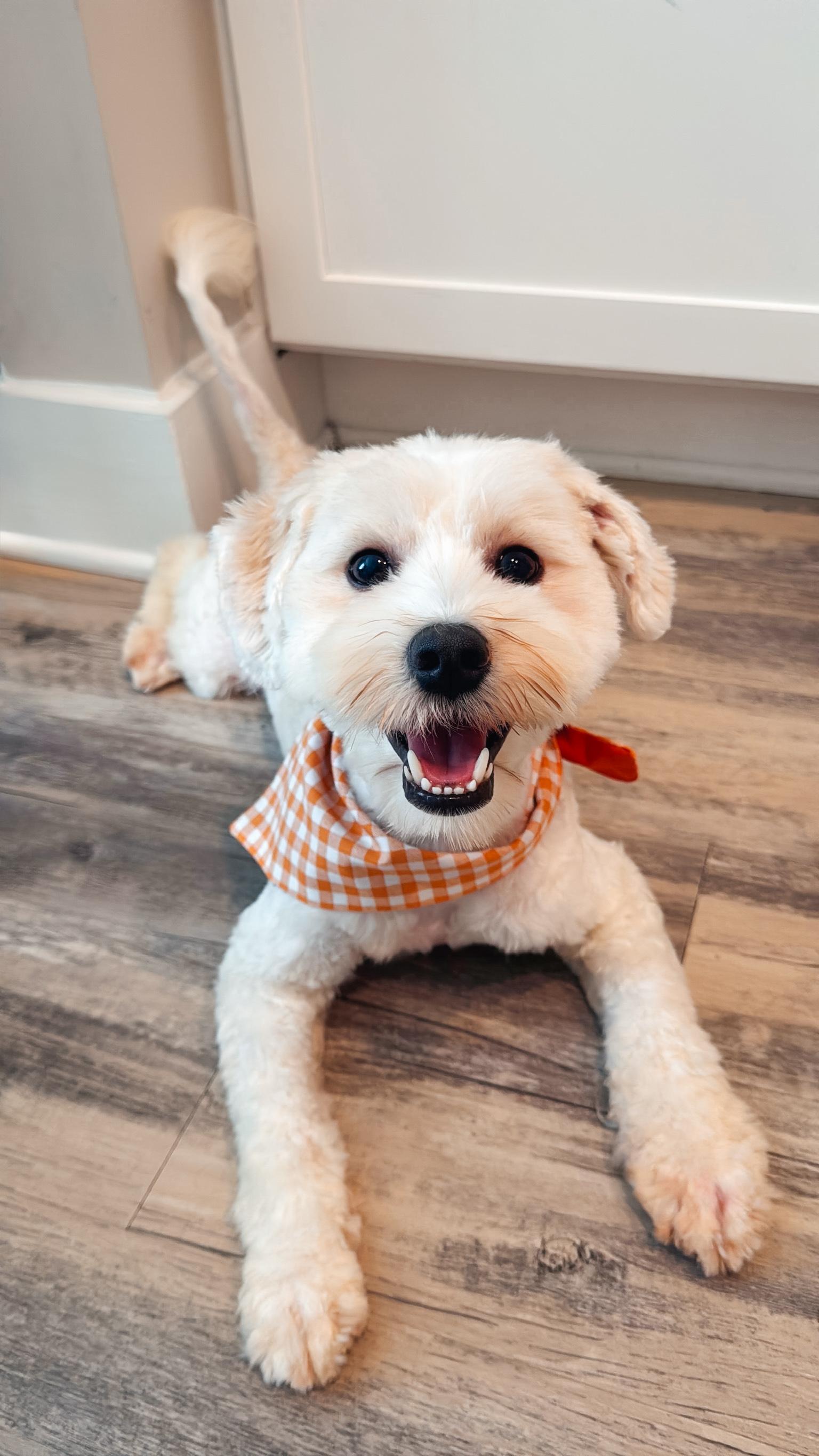 Declan, Adopted, Young Male Maltipoo.