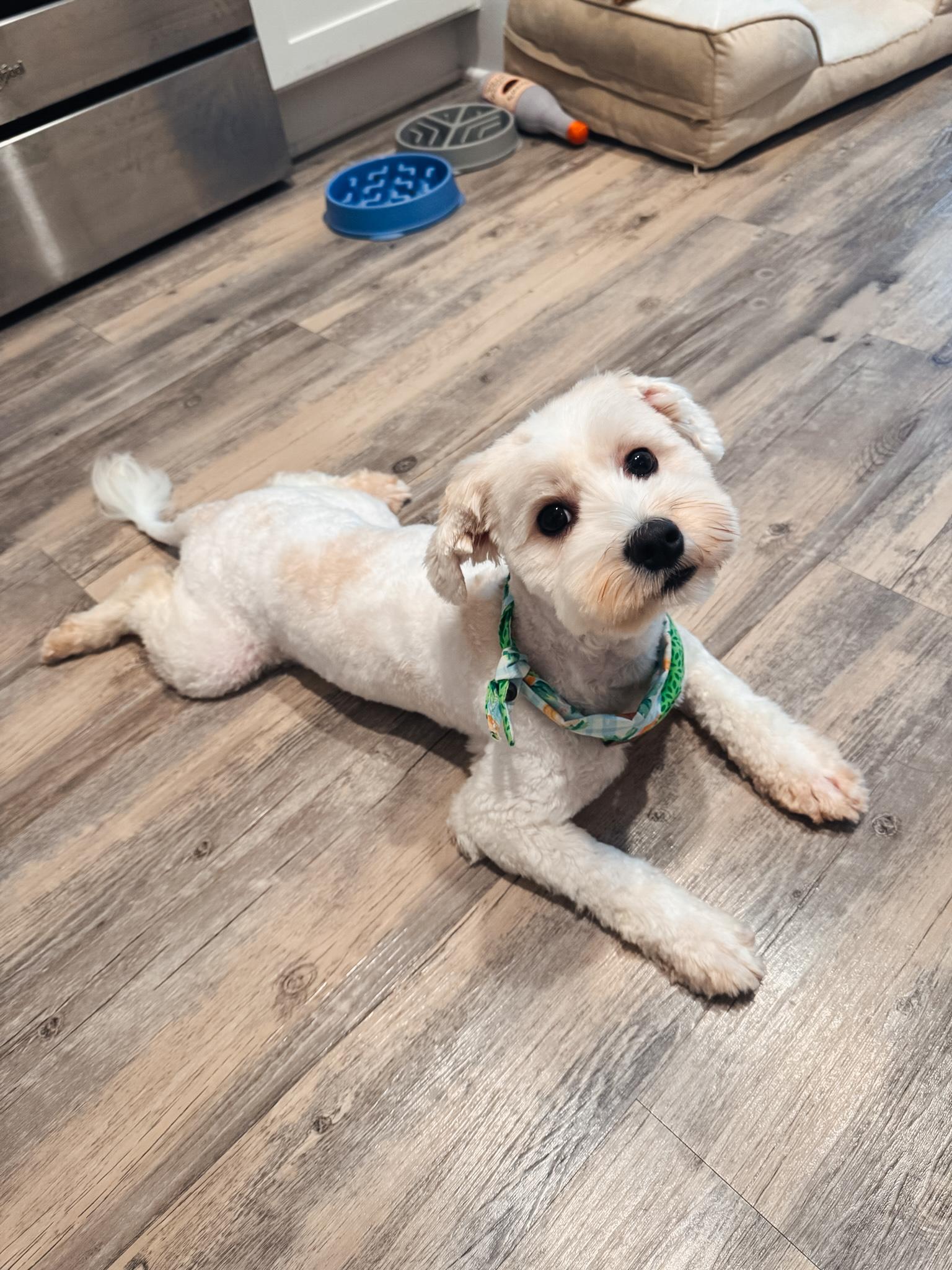 Enlarge Declan, a Adopted mixed breed in Atlanta, GA image 2/5