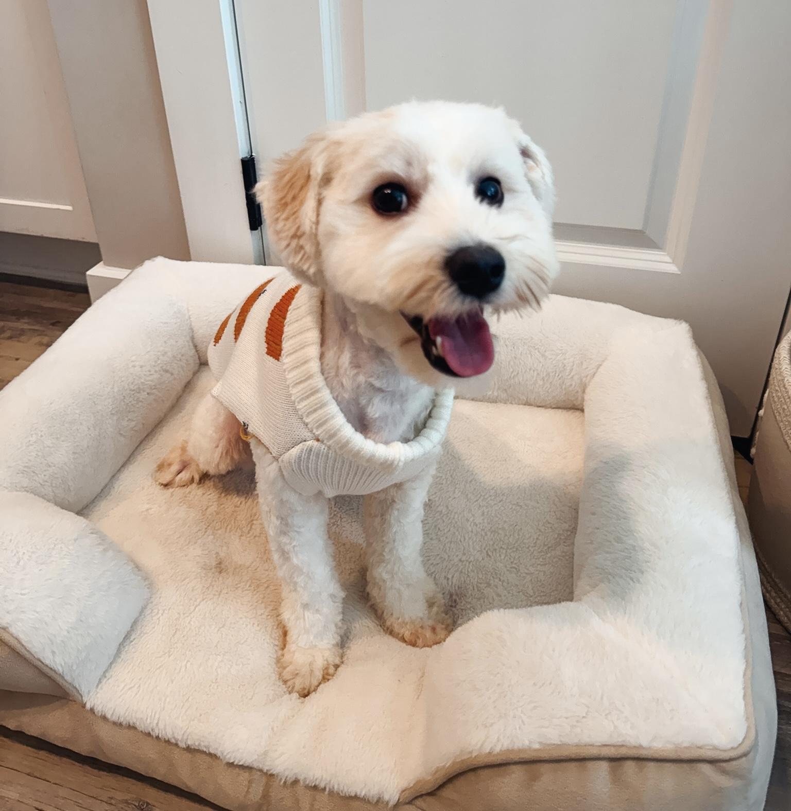 Enlarge Declan, a Adopted mixed breed in Atlanta, GA image 4/5