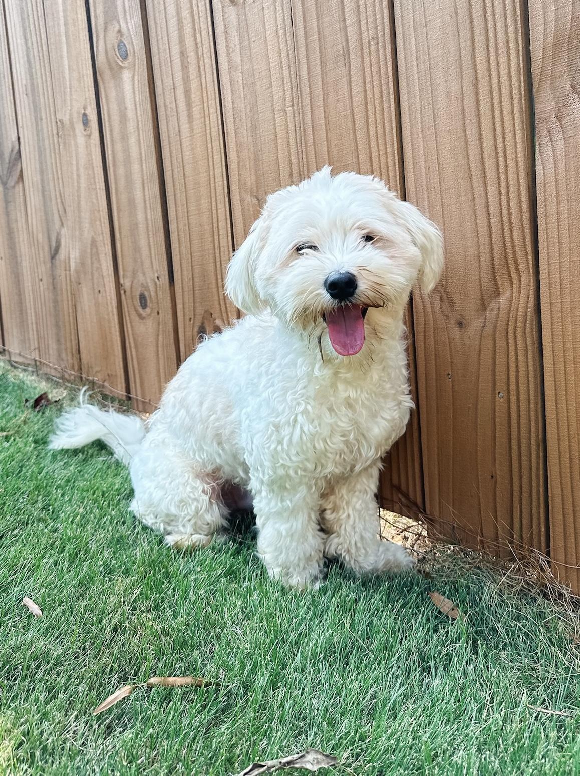 Enlarge Declan, a Adopted mixed breed in Atlanta, GA image 5/5