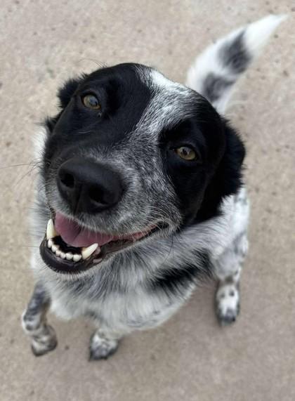 Harley, Adoptable, Adult Male Australian Shepherd.
