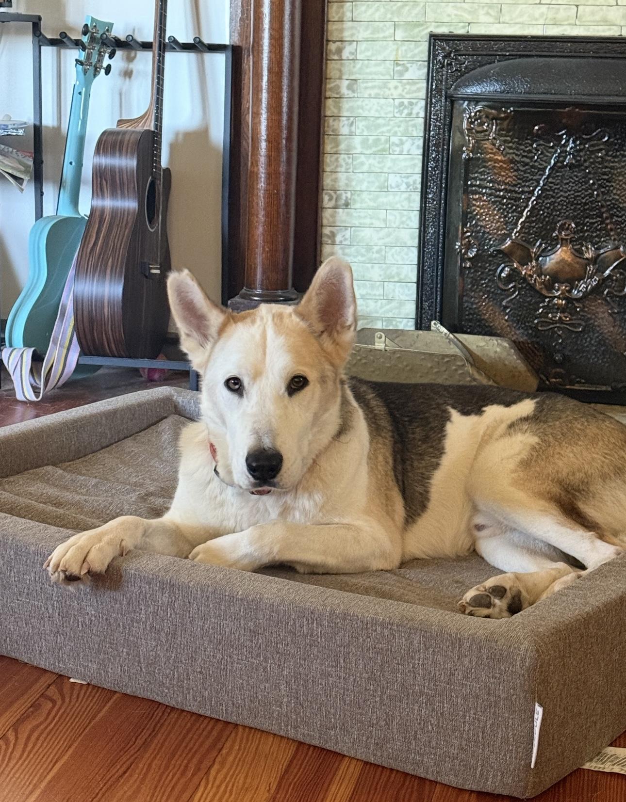 Calvin, ADOPTABLE, Adult Male Siberian Husky & German Shepherd Dog.