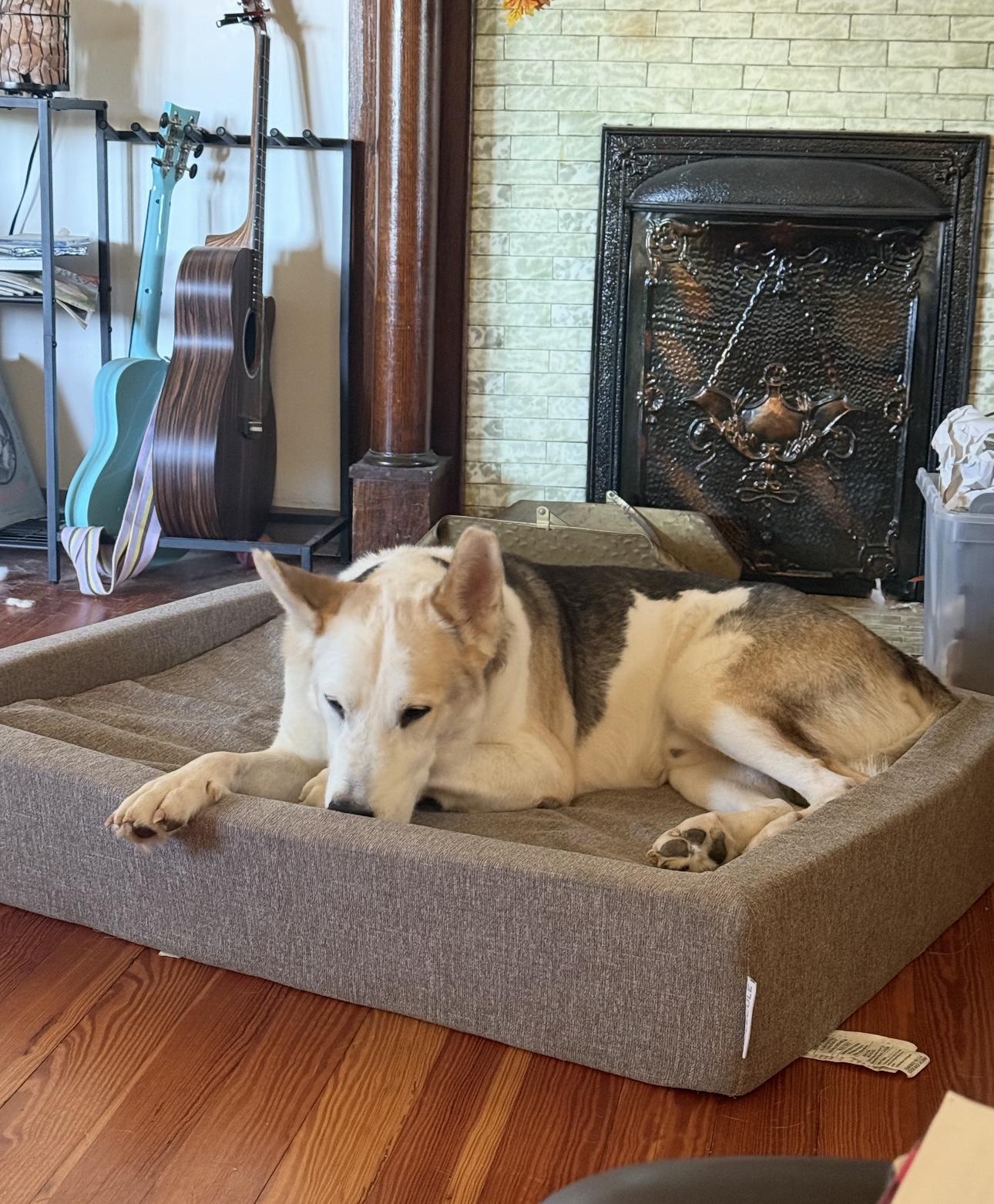 Enlarge Calvin, a ADOPTABLE mixed breed in CUMMING, GA image 3/3