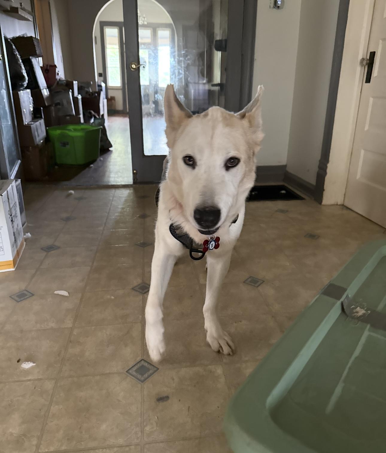 Enlarge Calvin, a ADOPTABLE mixed breed in CUMMING, GA image 2/3