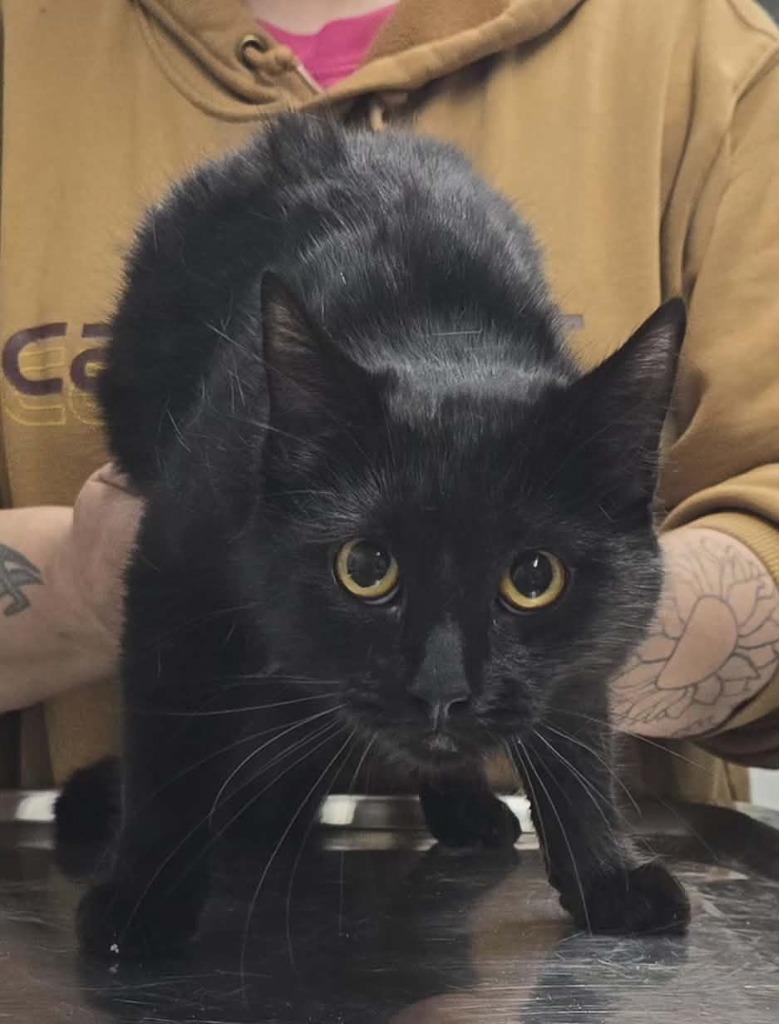 Winnie, Adoptable, Young Female Domestic Short Hair.