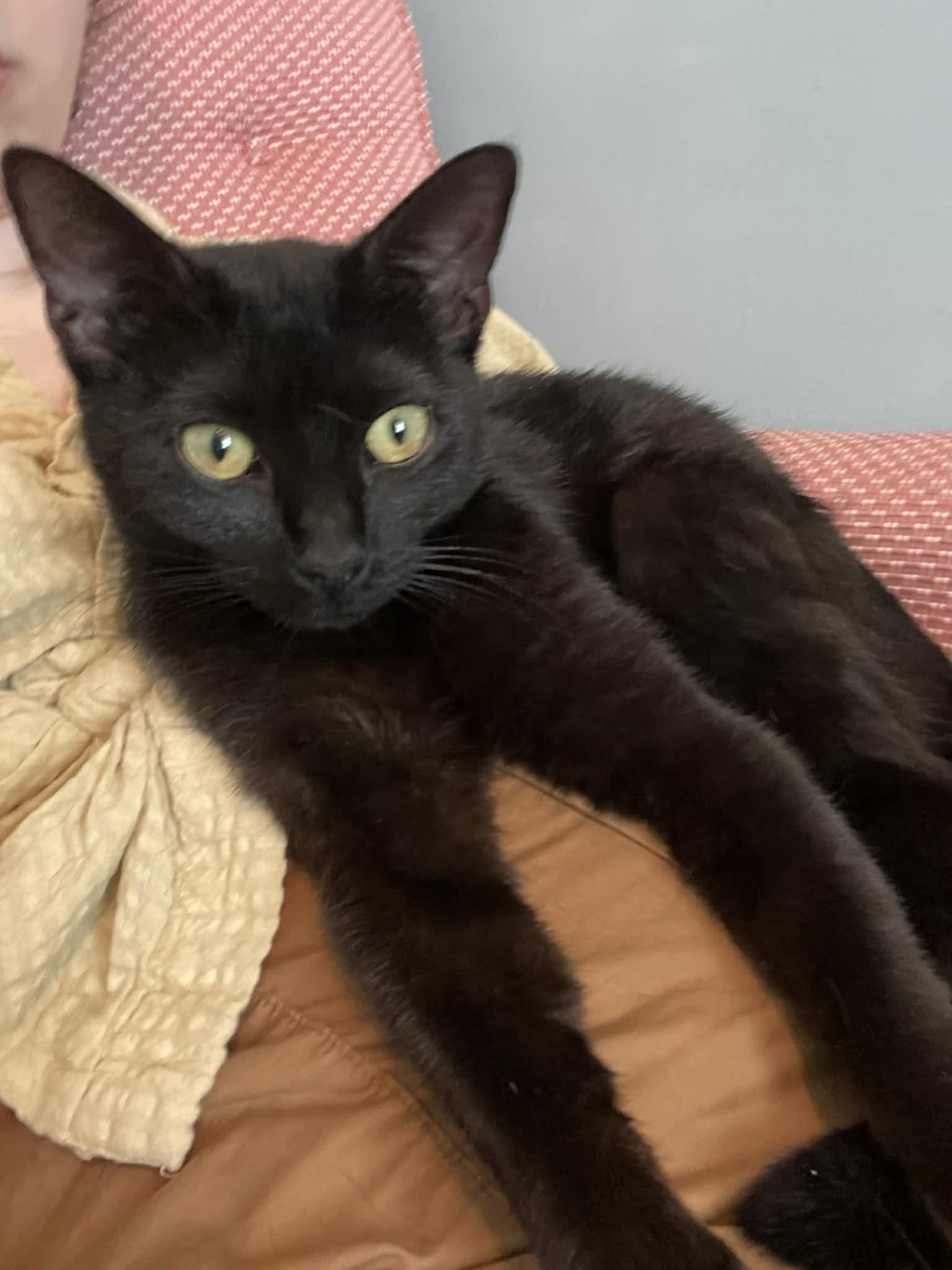 Enlarge Sue 1 year AVAILABLE 5/21, a Adoptable Domestic Short Hair in Sterling, MA image 1/1