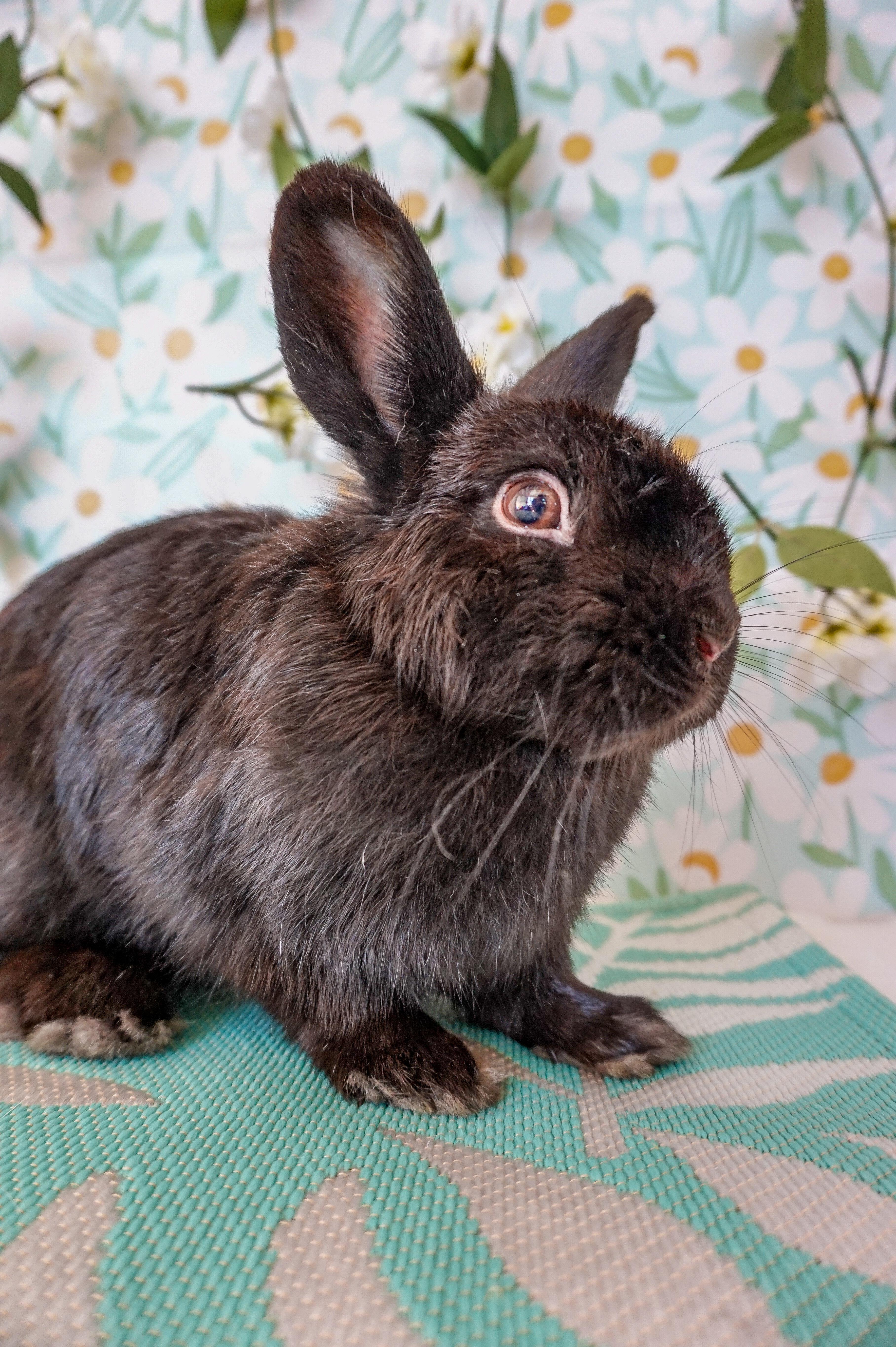 Cricket, an adopted Bunny Rabbit in Long Beach, CA image 1/5