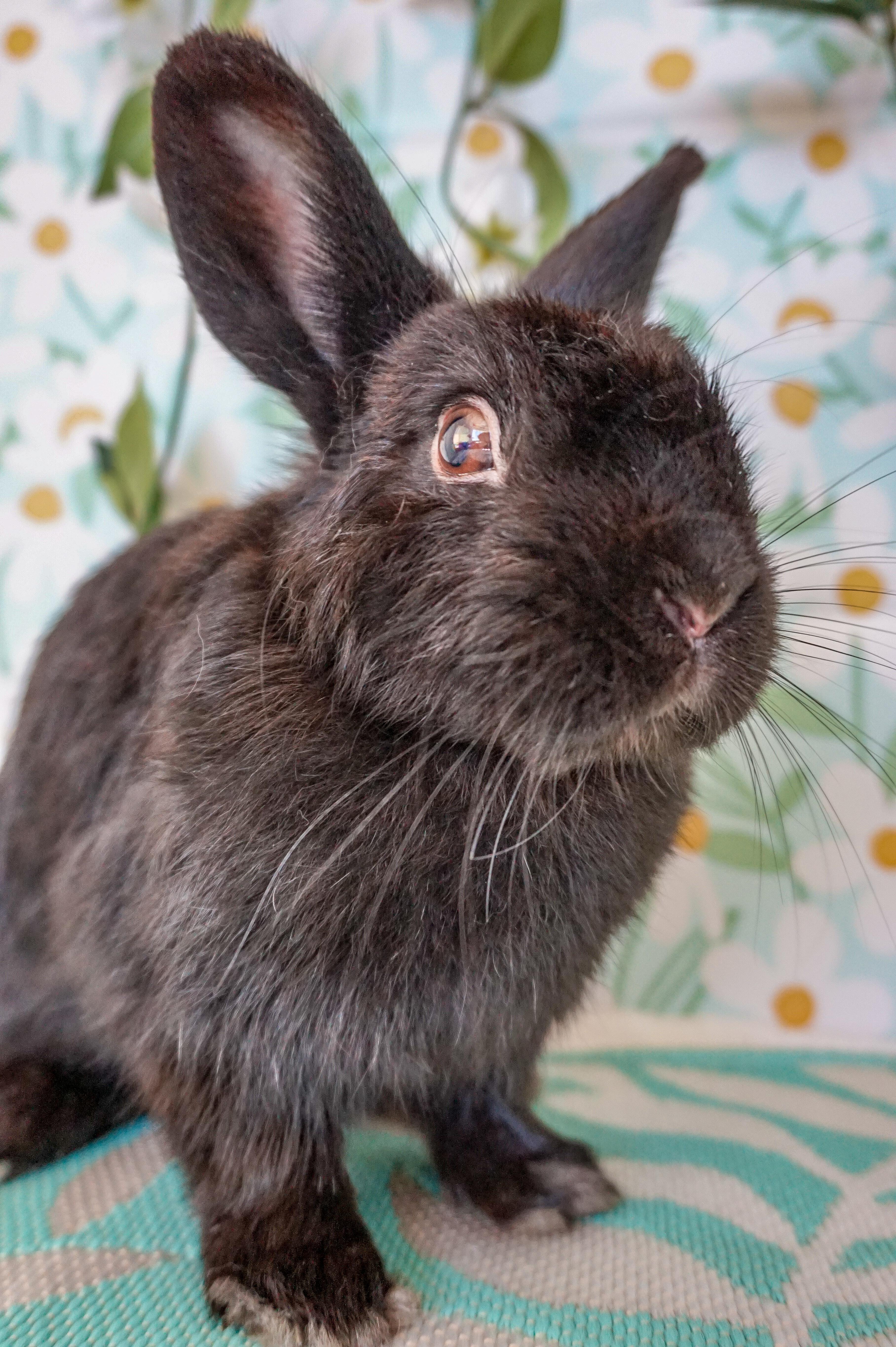 Cricket, an adopted Bunny Rabbit in Long Beach, CA image 4/5