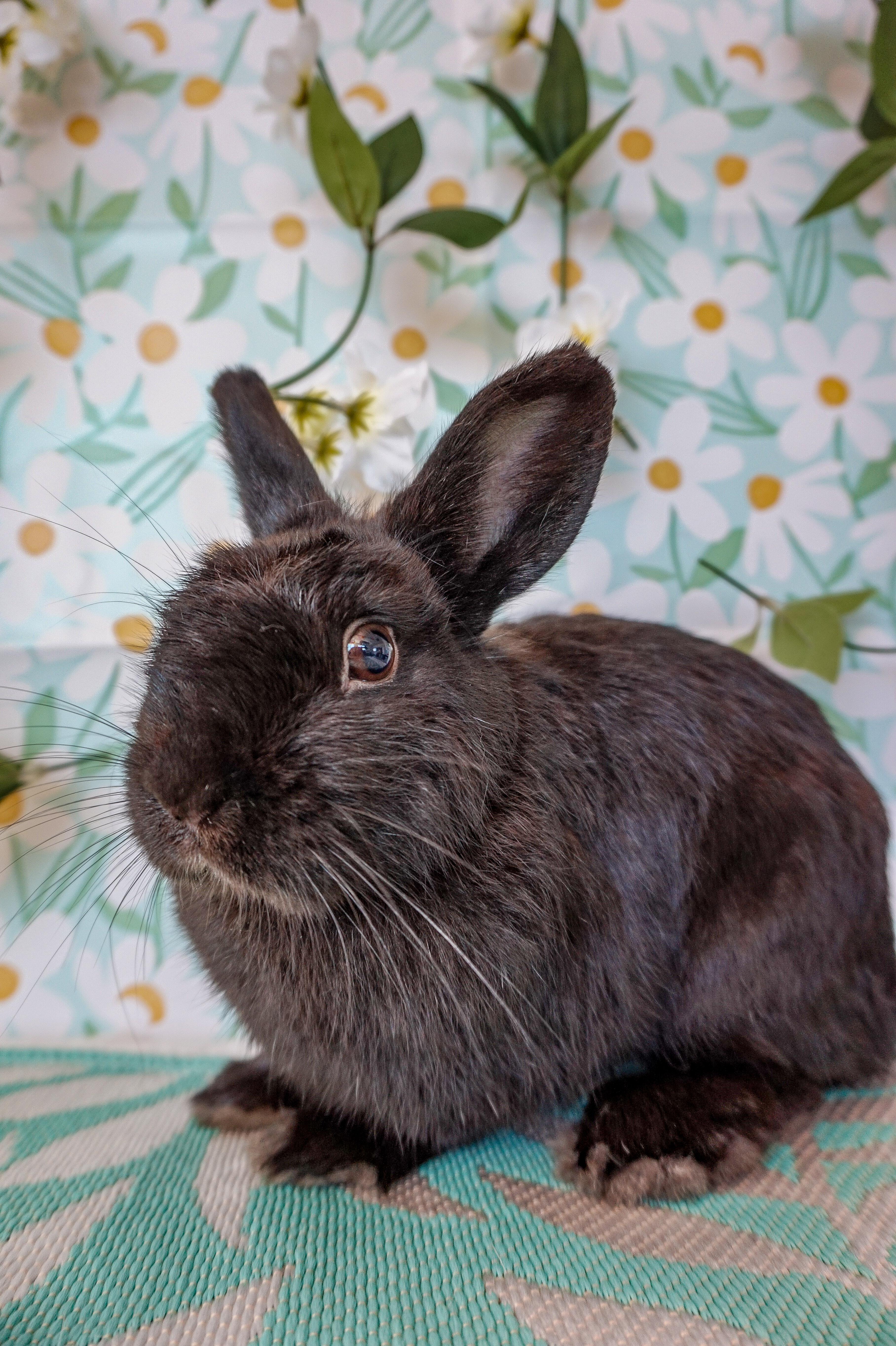 Cricket, an adopted Bunny Rabbit in Long Beach, CA image 5/5