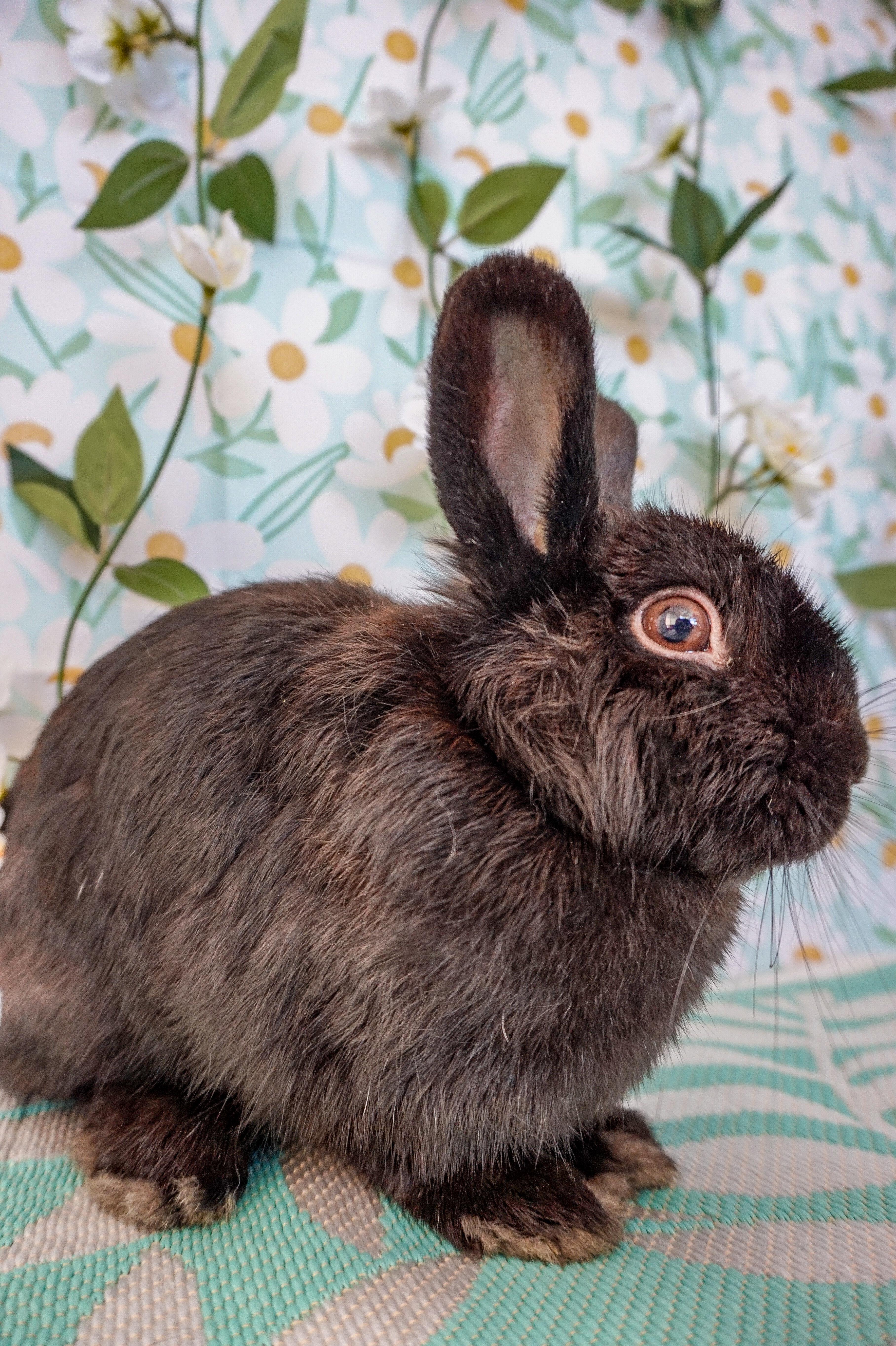 Cricket, an adopted Bunny Rabbit in Long Beach, CA image 3/5