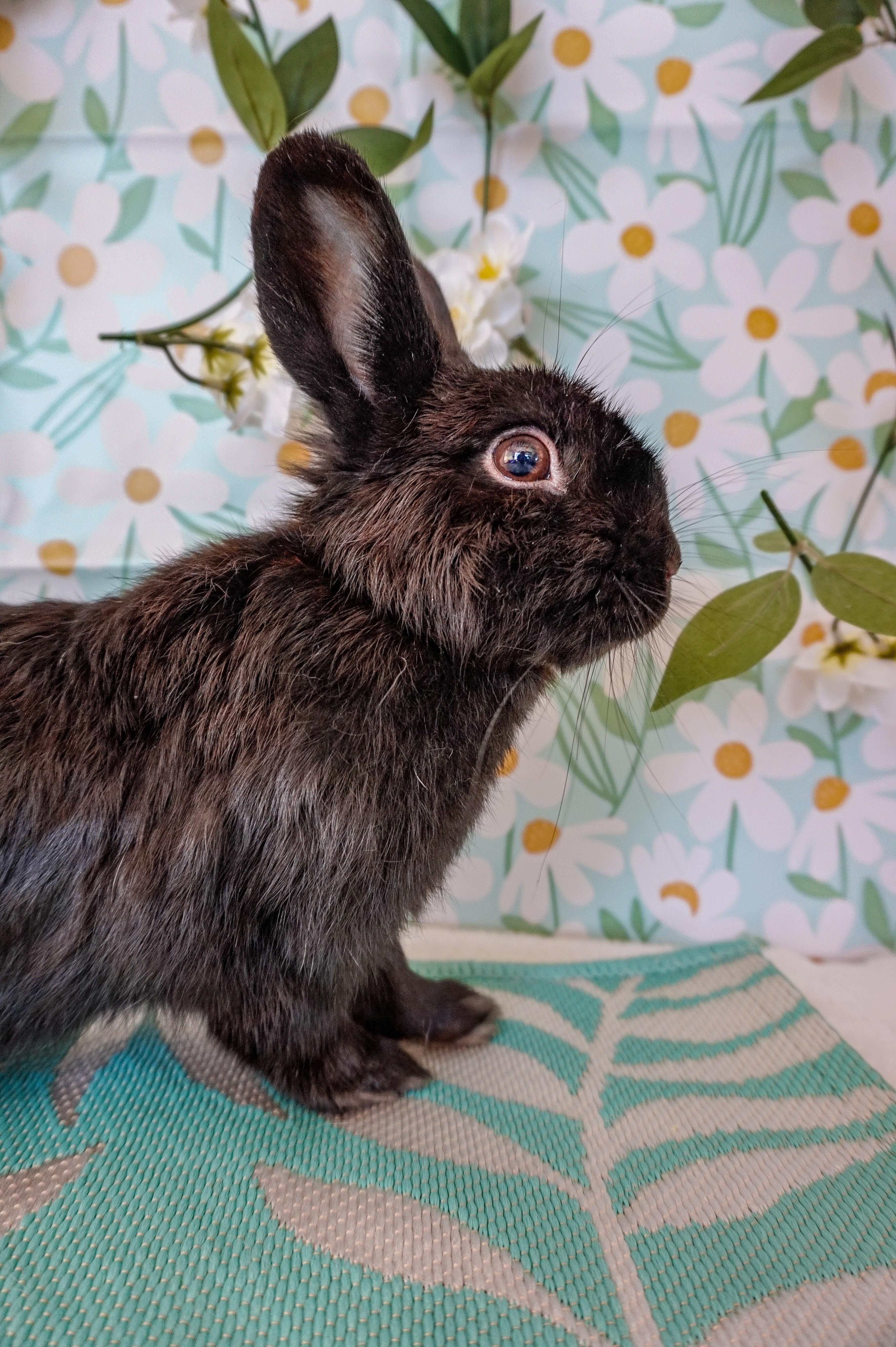 Cricket, an adopted Bunny Rabbit in Long Beach, CA image 2/5