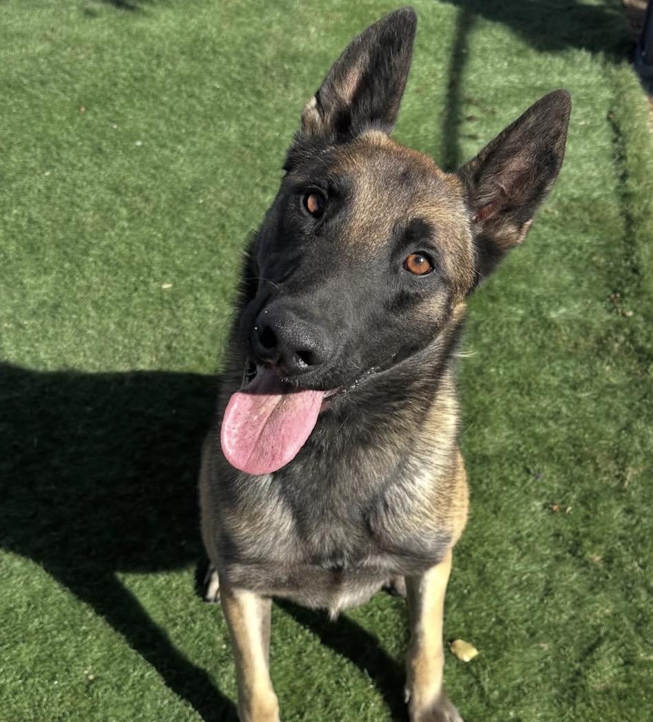 Knox, a Adopted Belgian Shepherd / Malinois in Duxbury, MA image 1/3