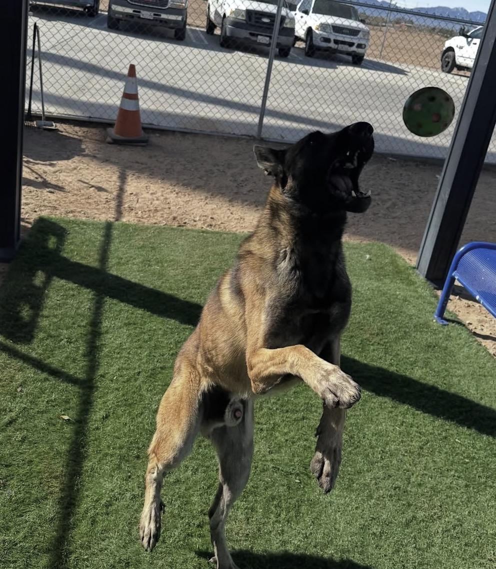 Knox, a Adopted Belgian Shepherd / Malinois in Duxbury, MA image 2/3