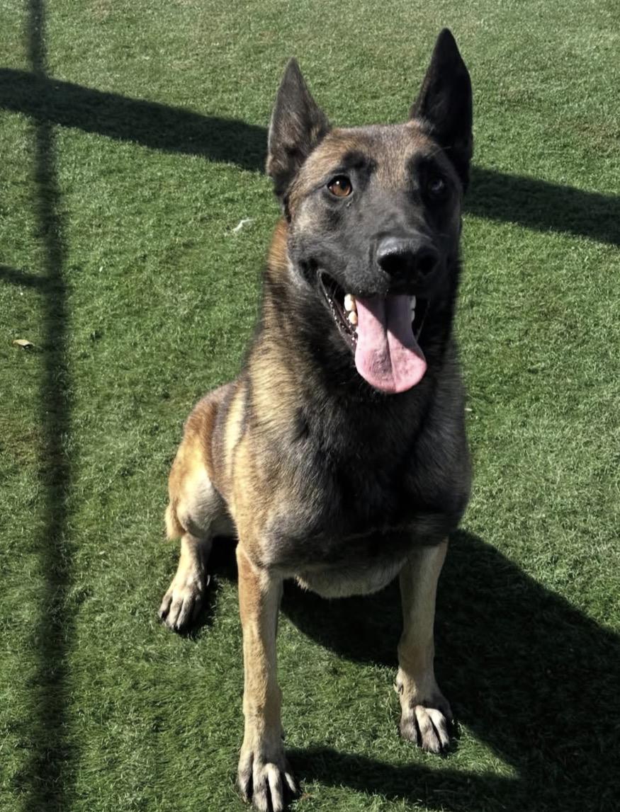 Knox, a Adopted Belgian Shepherd / Malinois in Duxbury, MA image 3/3