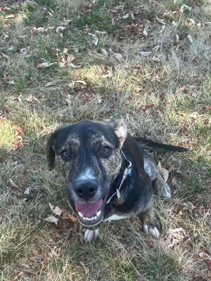 Enlarge Winnie, a Adoptable mixed breed in Parker, CO image 1/1