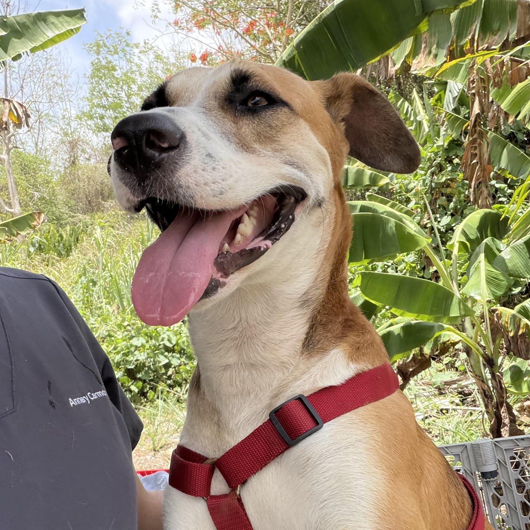 Enlarge Louis - The Big Playful Lovebug, a Adoptable mixed breed in MORRISTOWN, NJ image 3/6