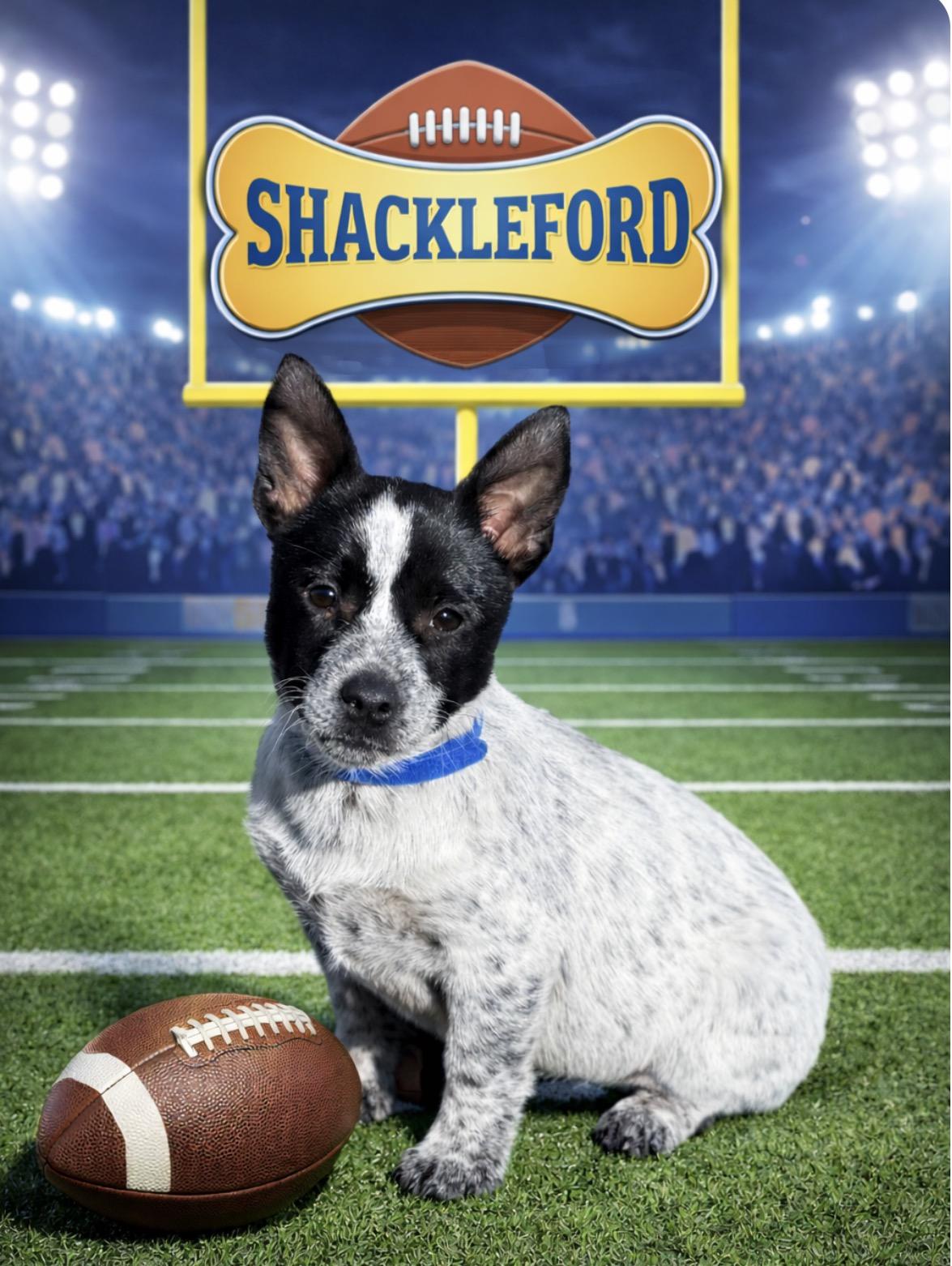 Enlarge Shackleford, a ADOPTABLE mixed breed in Maiden, NC image 2/4