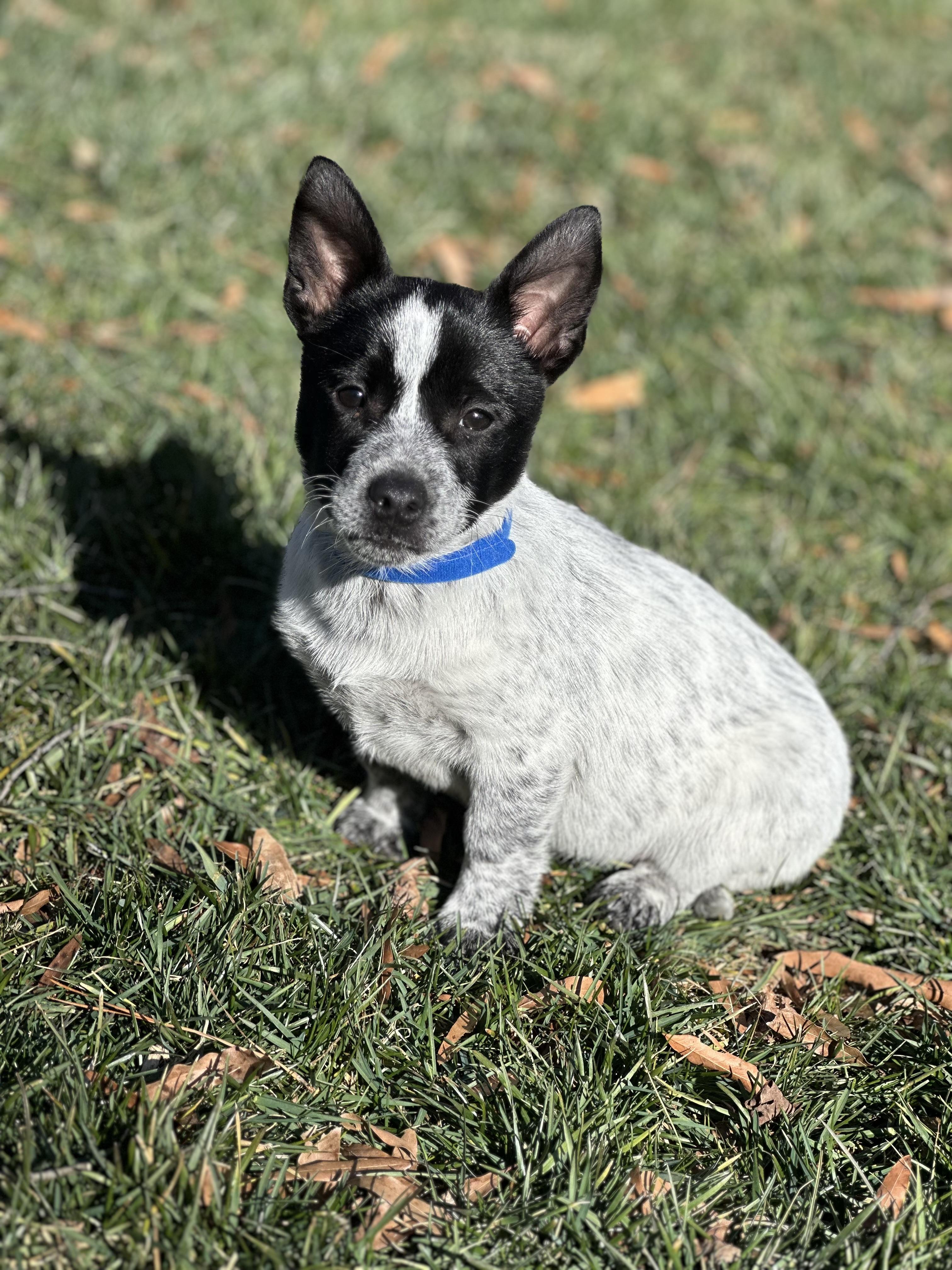 Enlarge Shackleford, a ADOPTABLE mixed breed in Maiden, NC image 4/4