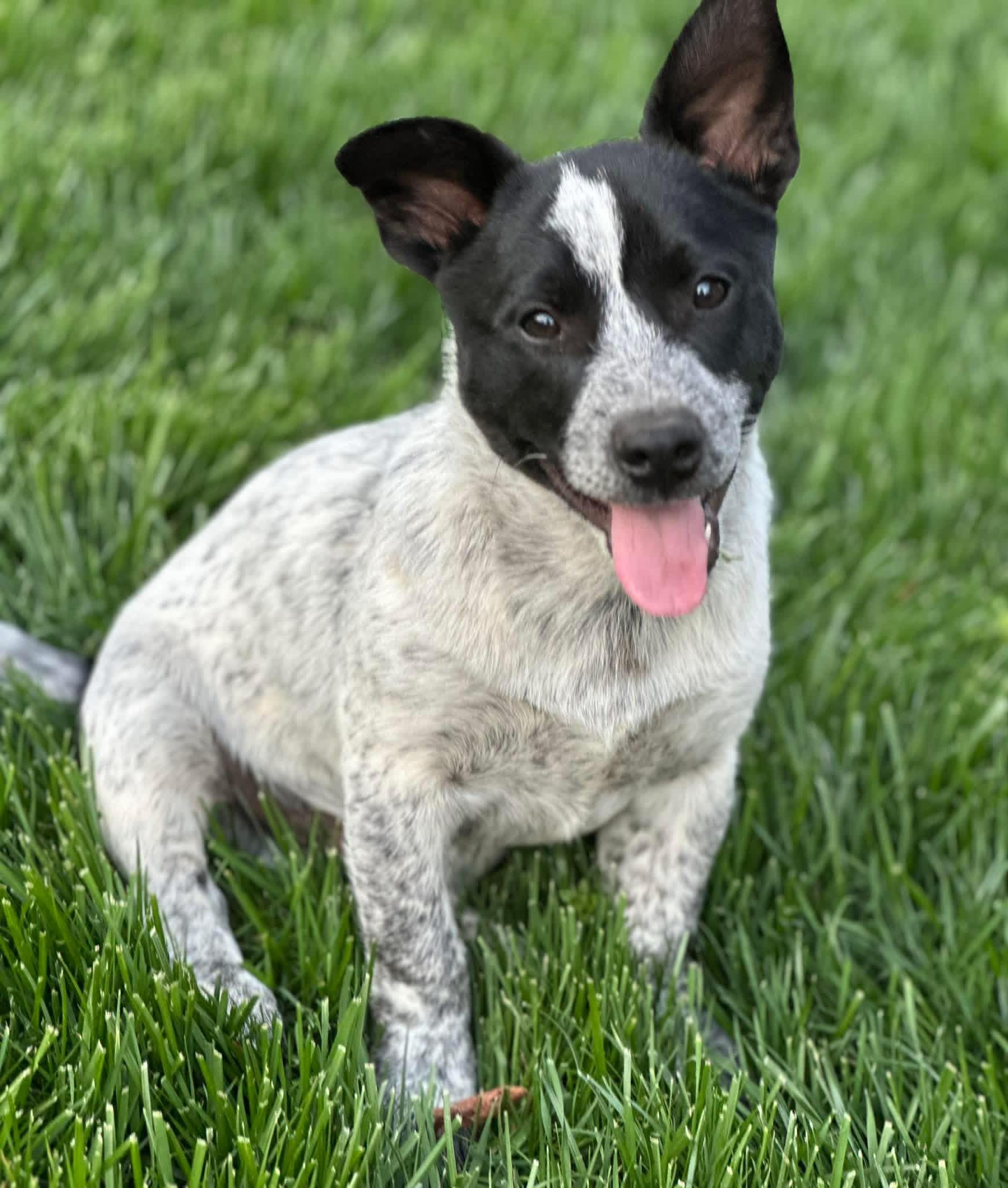 Shackleford, ADOPTABLE, Puppy Male Australian Cattle Dog / Blue Heeler & Dachshund.