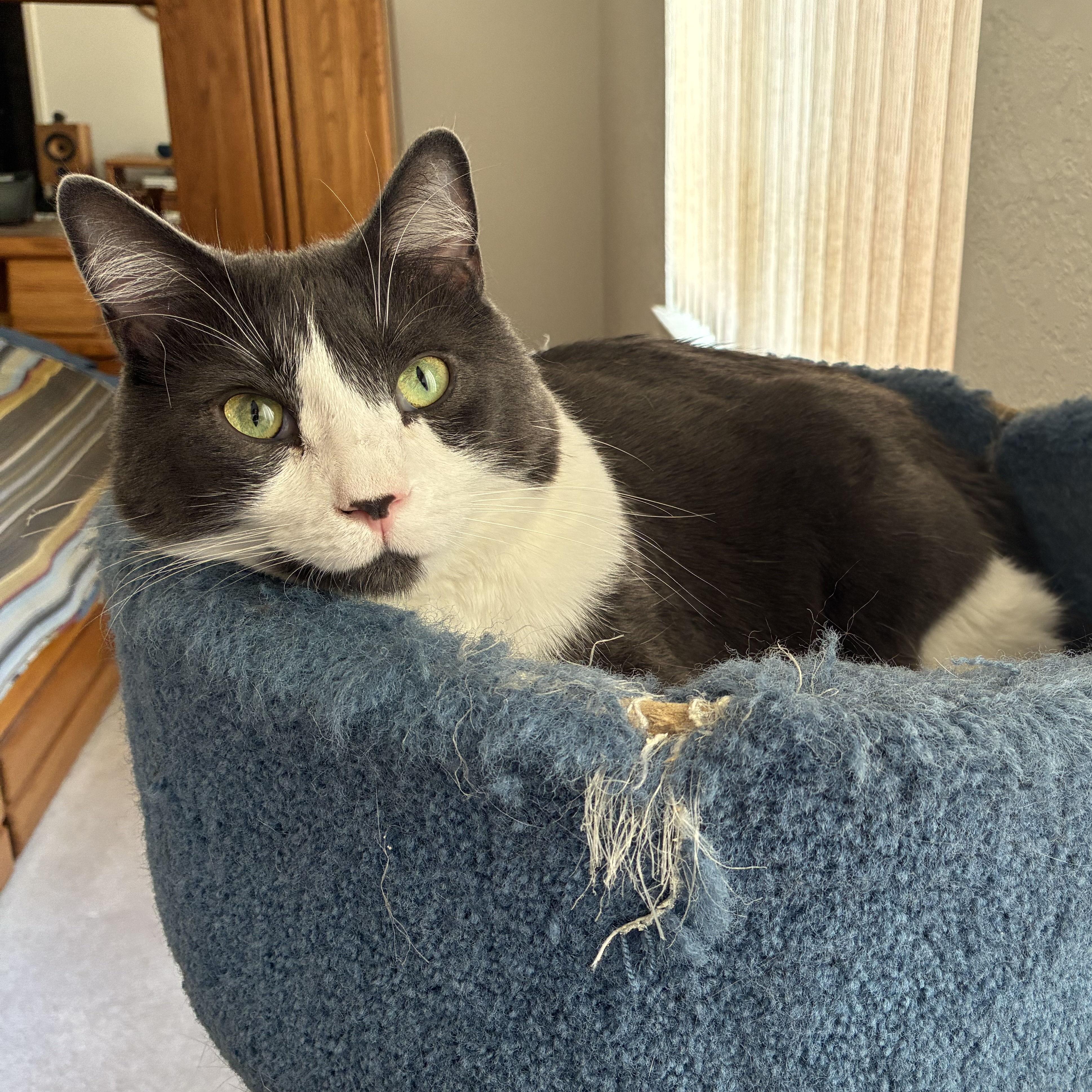 Gus, ADOPTABLE, Adult Male Domestic Short Hair.