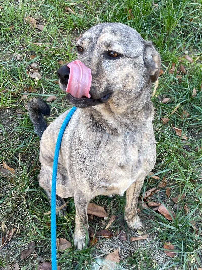 Barney, Adoptable, Adult Male Hound & Mixed Breed.