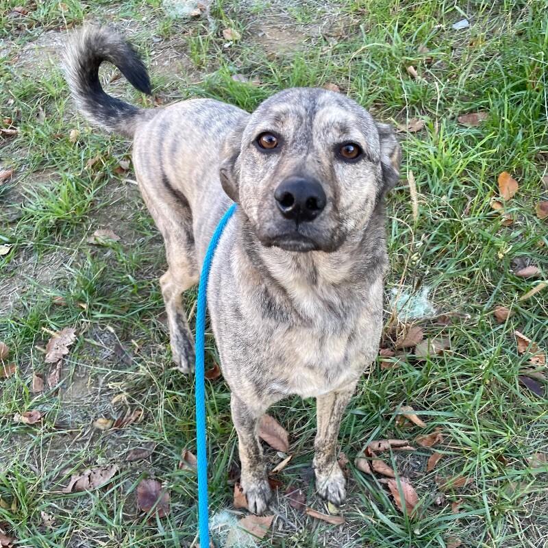 Enlarge Barney, a Adoptable mixed breed in Roanoke, VA image 2/3