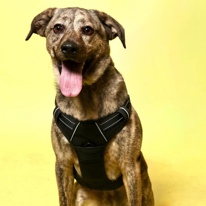Enlarge Barney, a Adoptable mixed breed in Roanoke, VA image 3/3