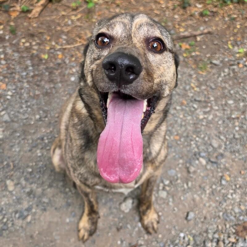 Barney, a Adoptable mixed breed in Roanoke, VA image 4/4