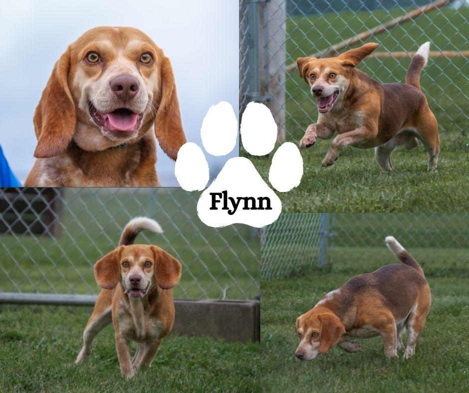 Flynn, ADOPTABLE, Adult Male Beagle.