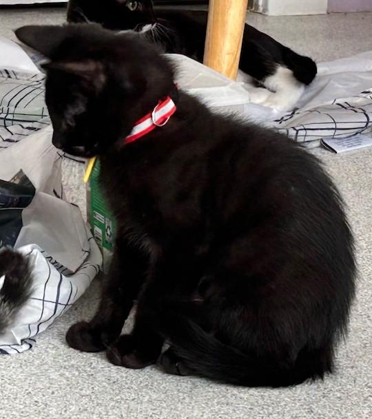 Luigi - Very Playful, Baby Male Bombay