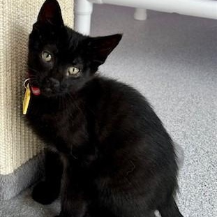 Luigi - Very Playful photo 4