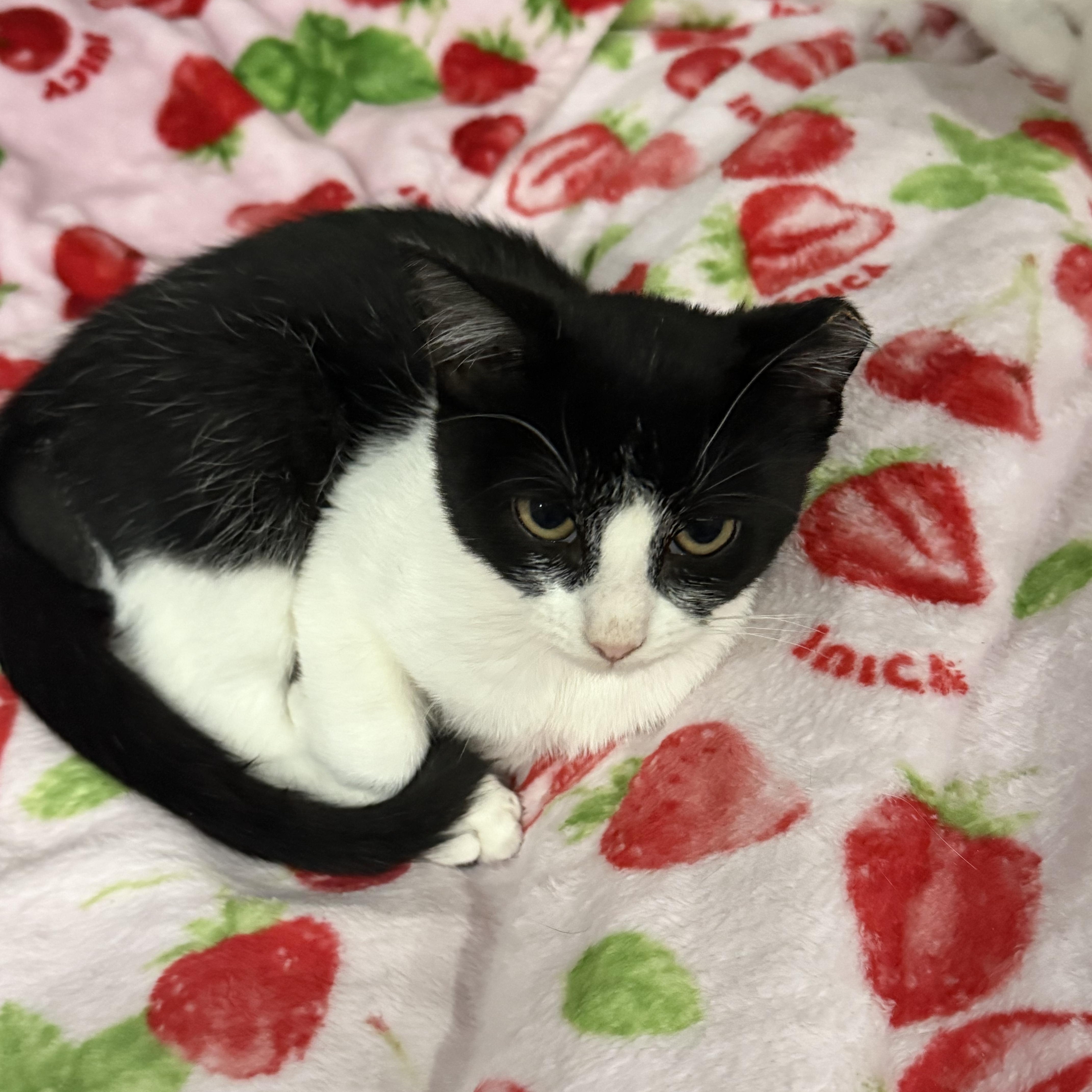 Speedy, Adoptable, Kitten Male Domestic Short Hair.