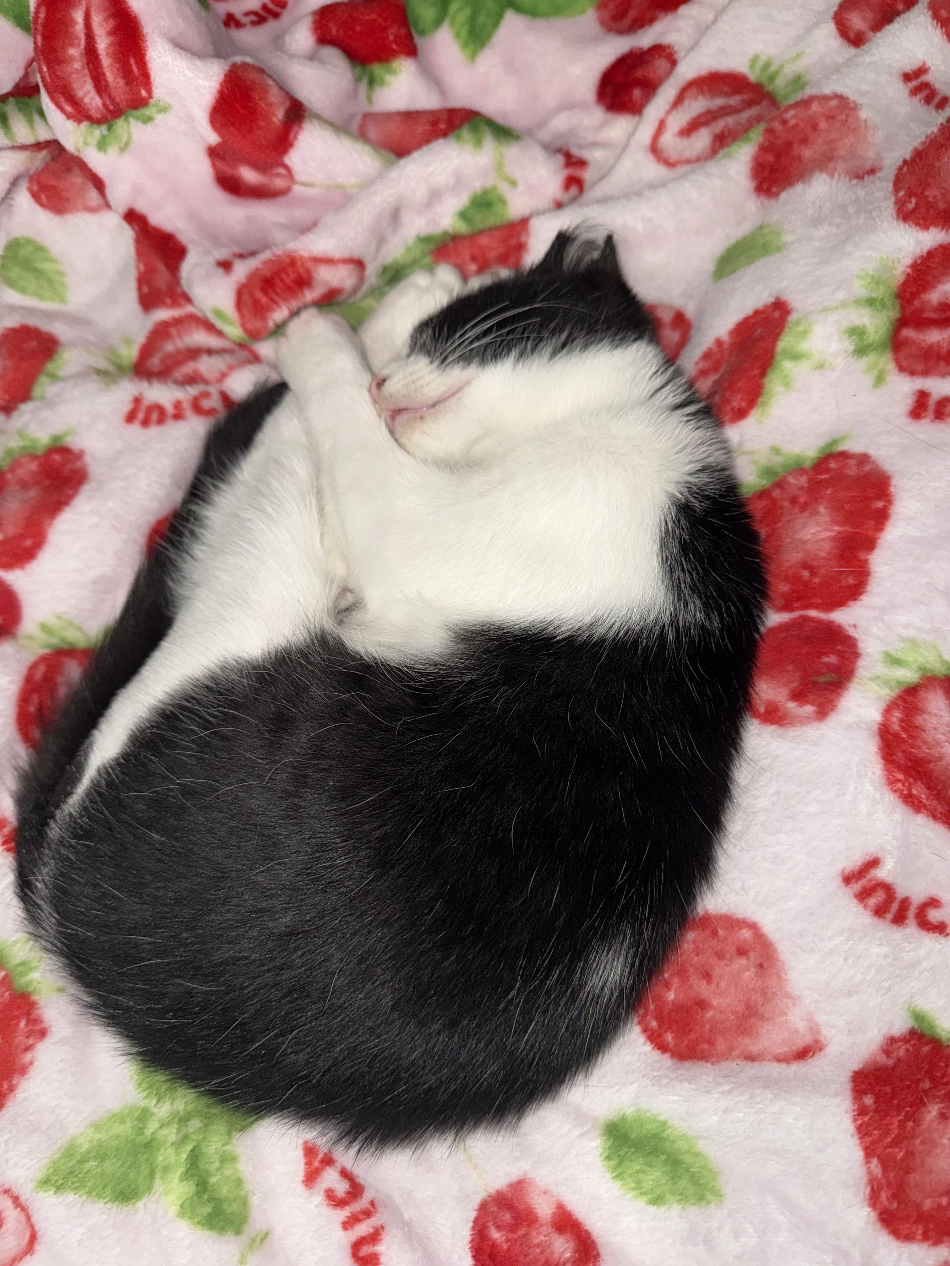 Speedy, a Adoptable Domestic Short Hair in Staten Island, NY image 2/3