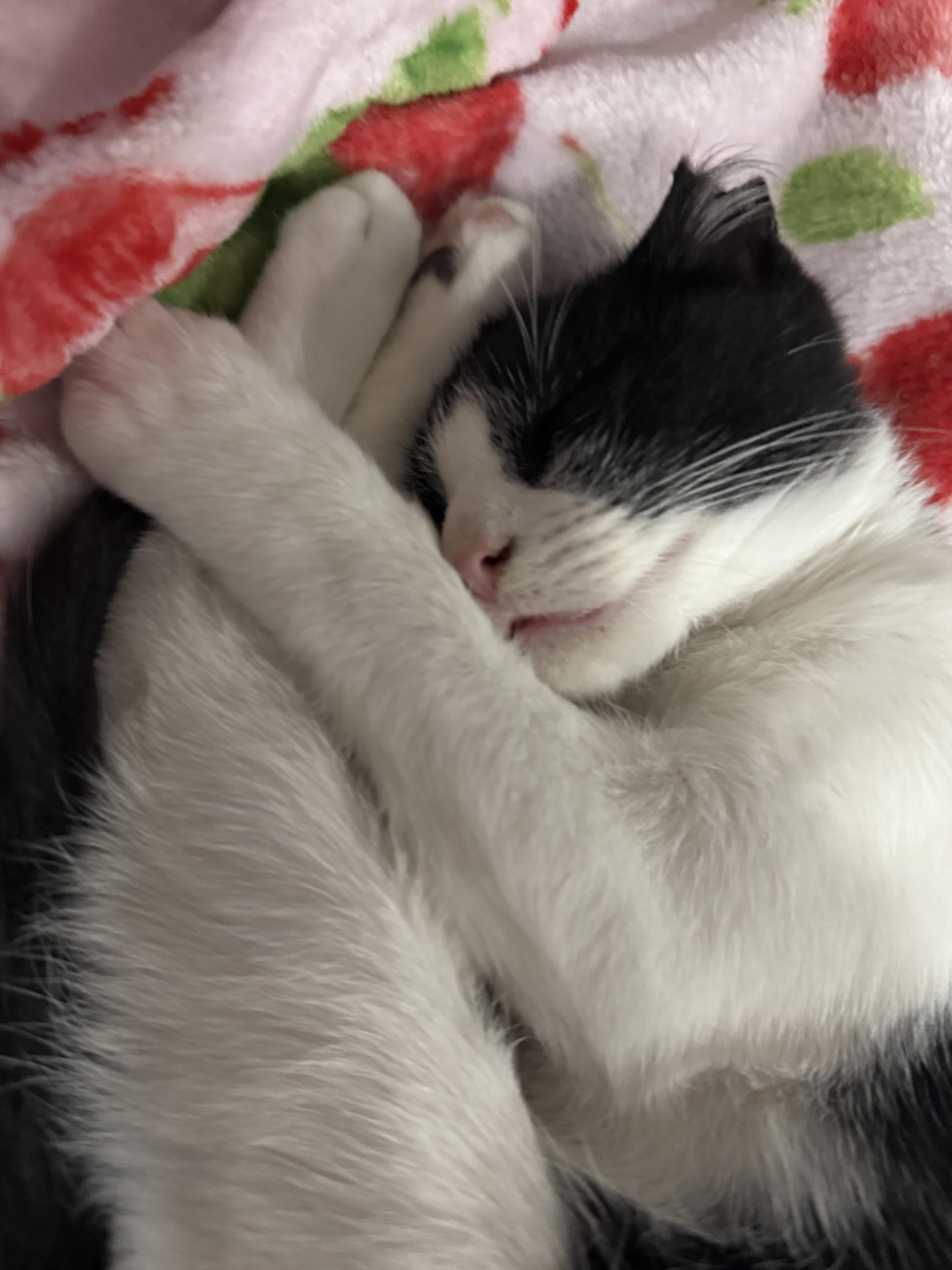 Speedy, Adoptable, Kitten Male Domestic Short Hair.