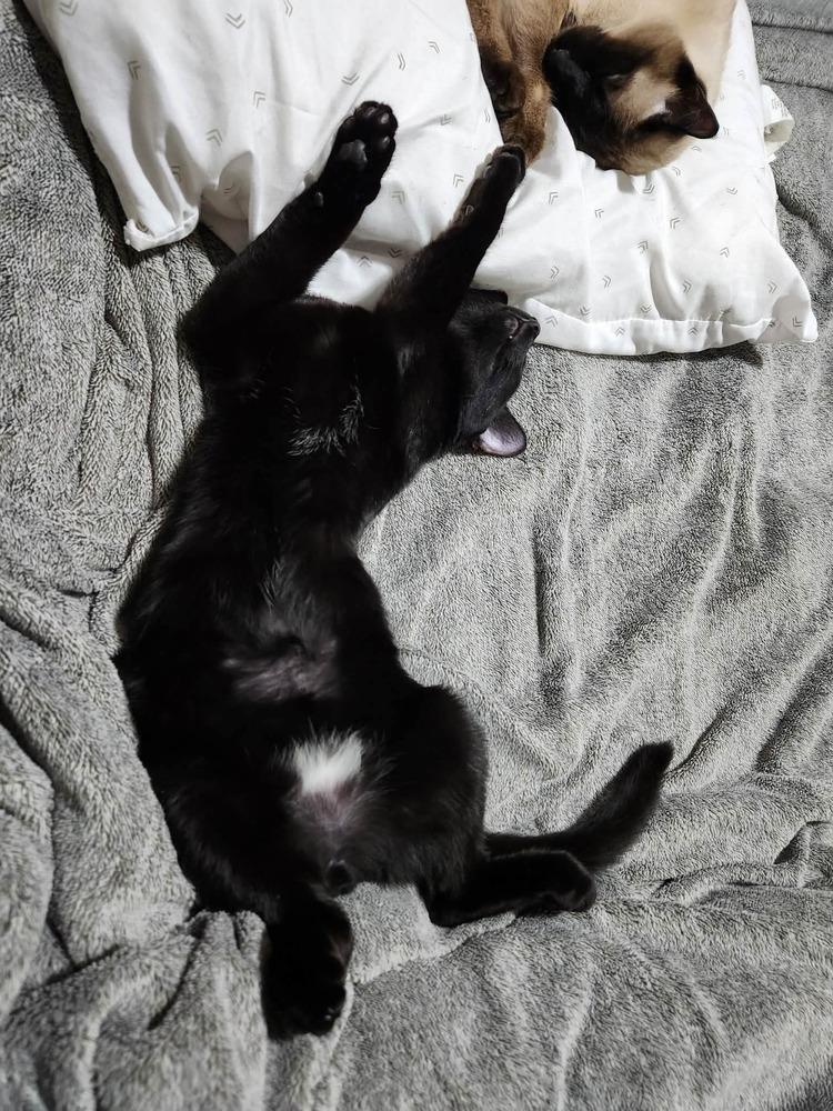 Ling Ling (aka Gosling), Adoptable, Kitten Male Domestic Short Hair.
