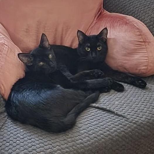 Ling Ling (aka Gosling), a Adoptable Domestic Short Hair in Chicago, IL image 2/6