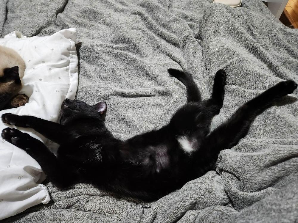 Ling Ling (aka Gosling), a Adoptable Domestic Short Hair in Chicago, IL image 3/6