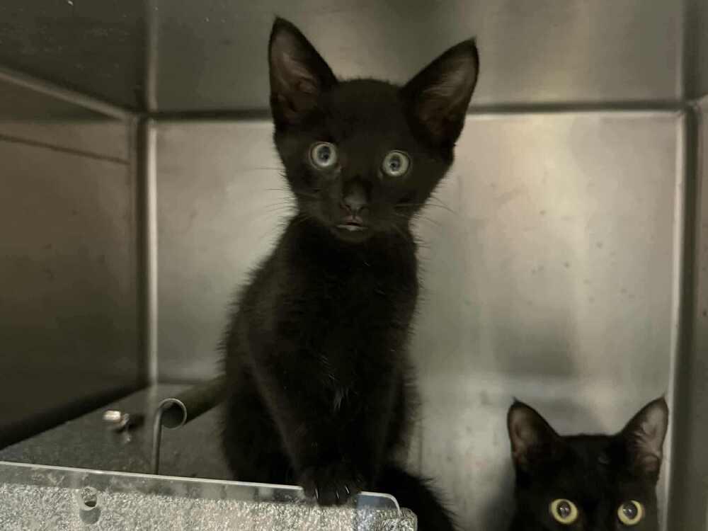 Ling Ling (aka Gosling), a Adoptable Domestic Short Hair in Chicago, IL image 4/6