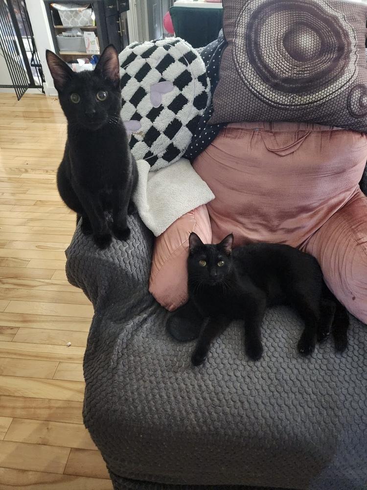 Ling Ling (aka Gosling), a Adoptable Domestic Short Hair in Chicago, IL image 5/6