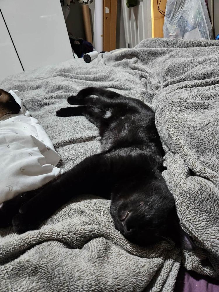 Ling Ling (aka Gosling), a Adoptable Domestic Short Hair in Chicago, IL image 6/6