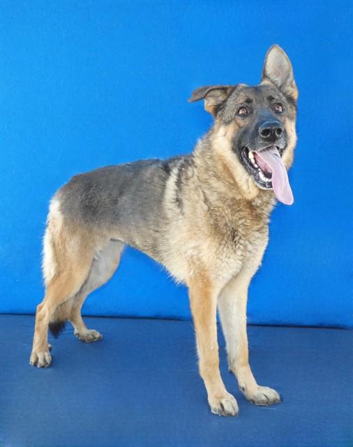 SAM, Adoptable, Adult Female German Shepherd Dog.