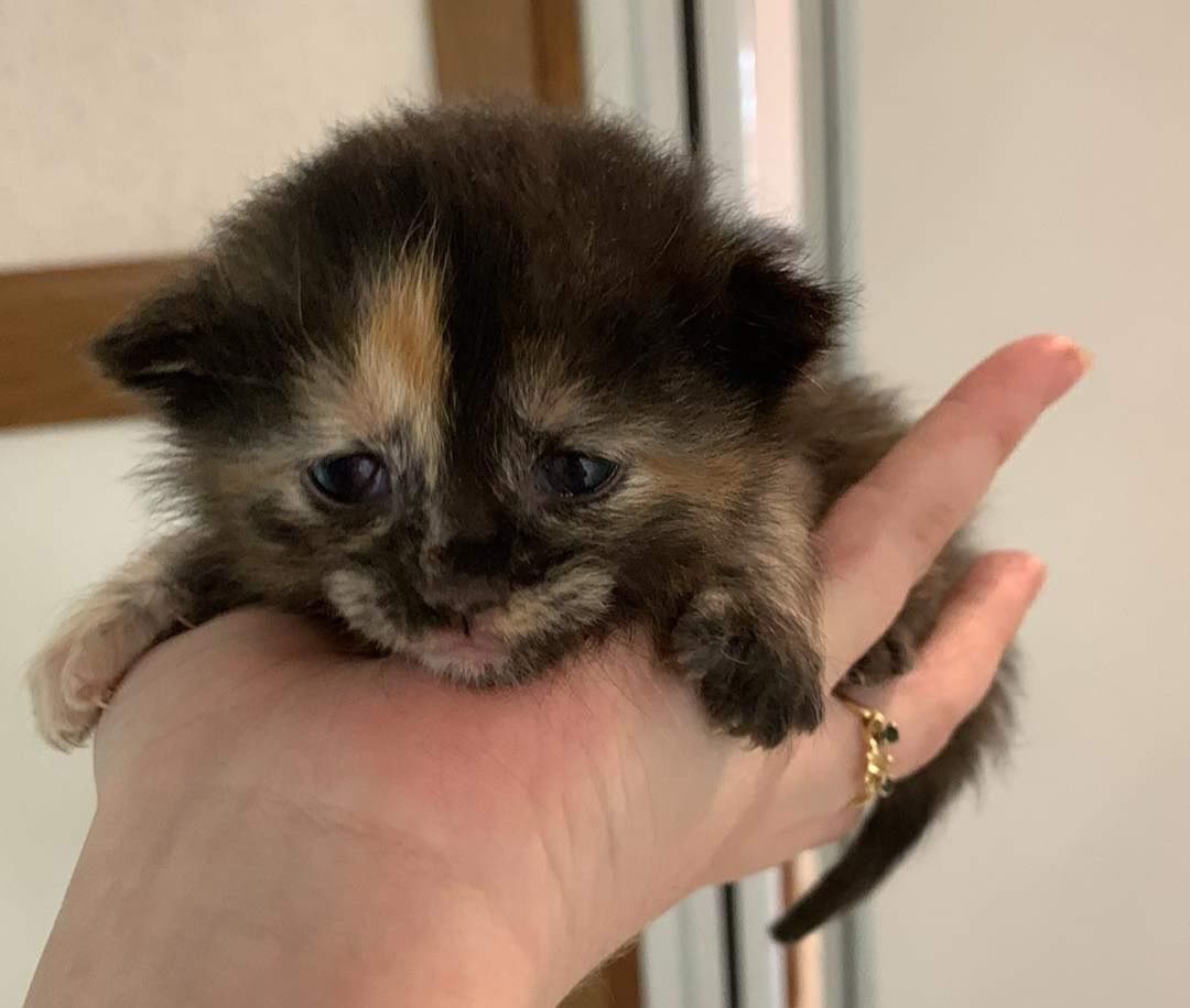 C4 Kitten 1, Adopted, Kitten Female Domestic Short Hair.