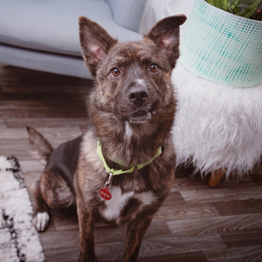 Treasure, Adoptable, Adult Female Shepherd.