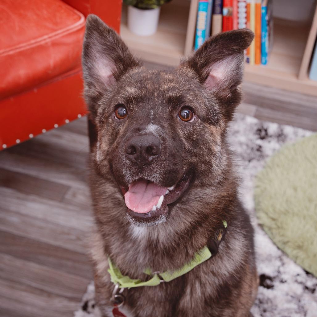 Enlarge Treasure, a Adoptable mixed breed in Los Angeles, CA image 2/6