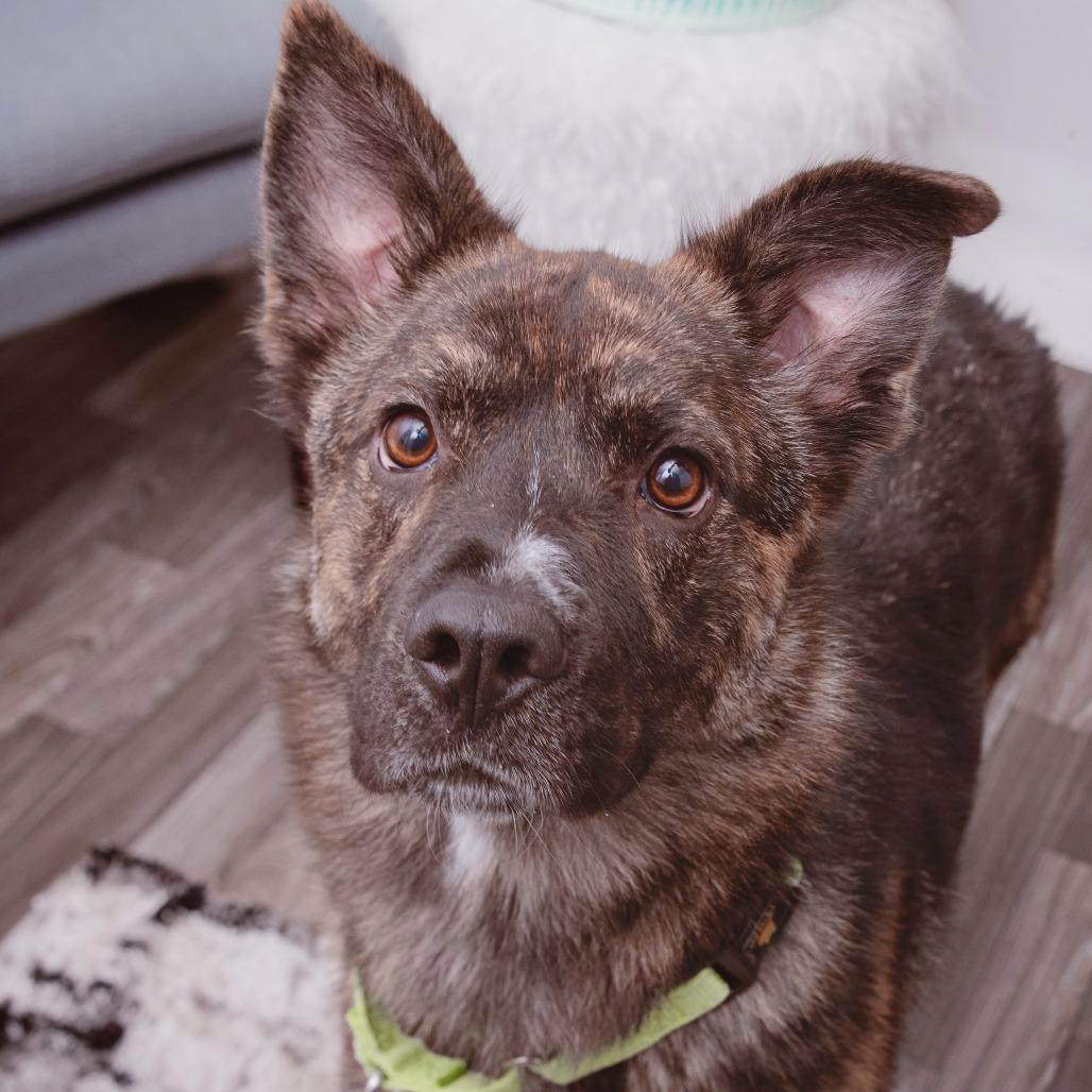 Enlarge Treasure, a Adoptable mixed breed in Los Angeles, CA image 3/6