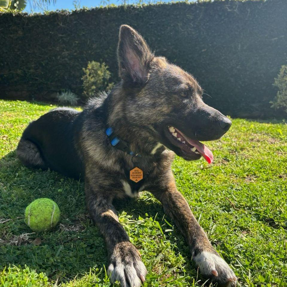 Enlarge Treasure, a Adoptable mixed breed in Los Angeles, CA image 4/6