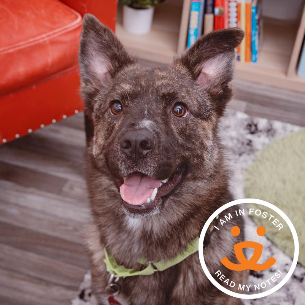 Enlarge Treasure, a Adoptable mixed breed in Los Angeles, CA image 5/6