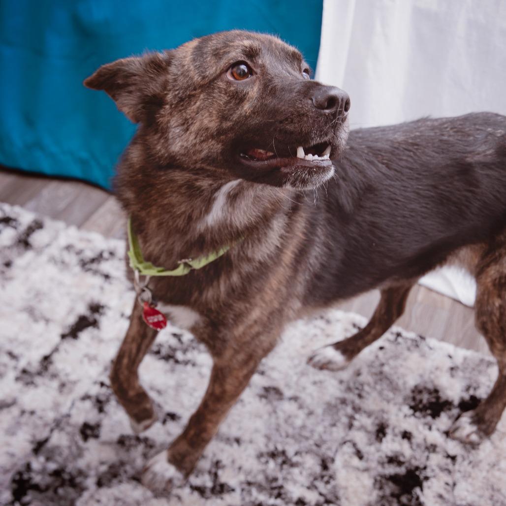 Enlarge Treasure, a Adoptable mixed breed in Los Angeles, CA image 6/6